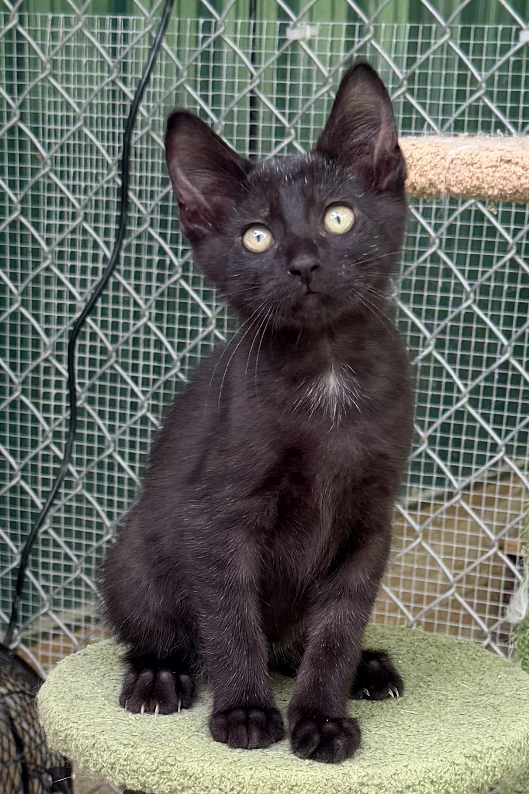 Blue Boy, a ADOPTABLE Domestic Short Hair in Pittsburgh, PA image 2/6