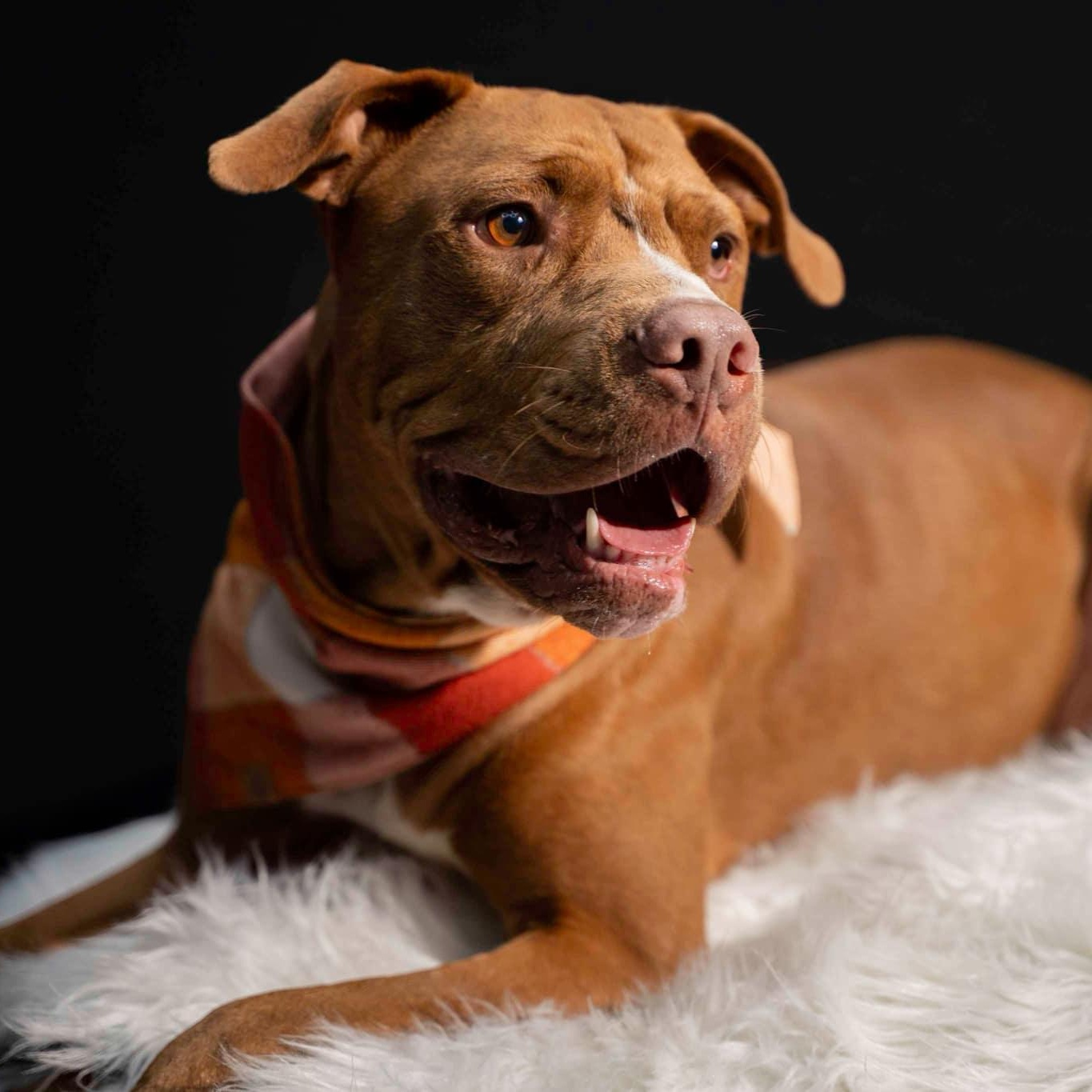 Haku (in foster), Adoptable, Adult Male Mixed Breed.