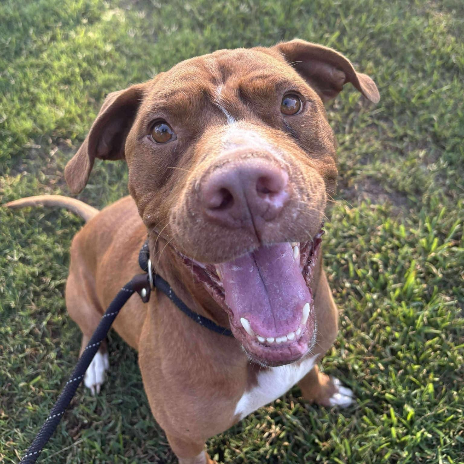 Haku (in foster), a Adoptable Mixed Breed in Myrtle Beach, SC image 5/6