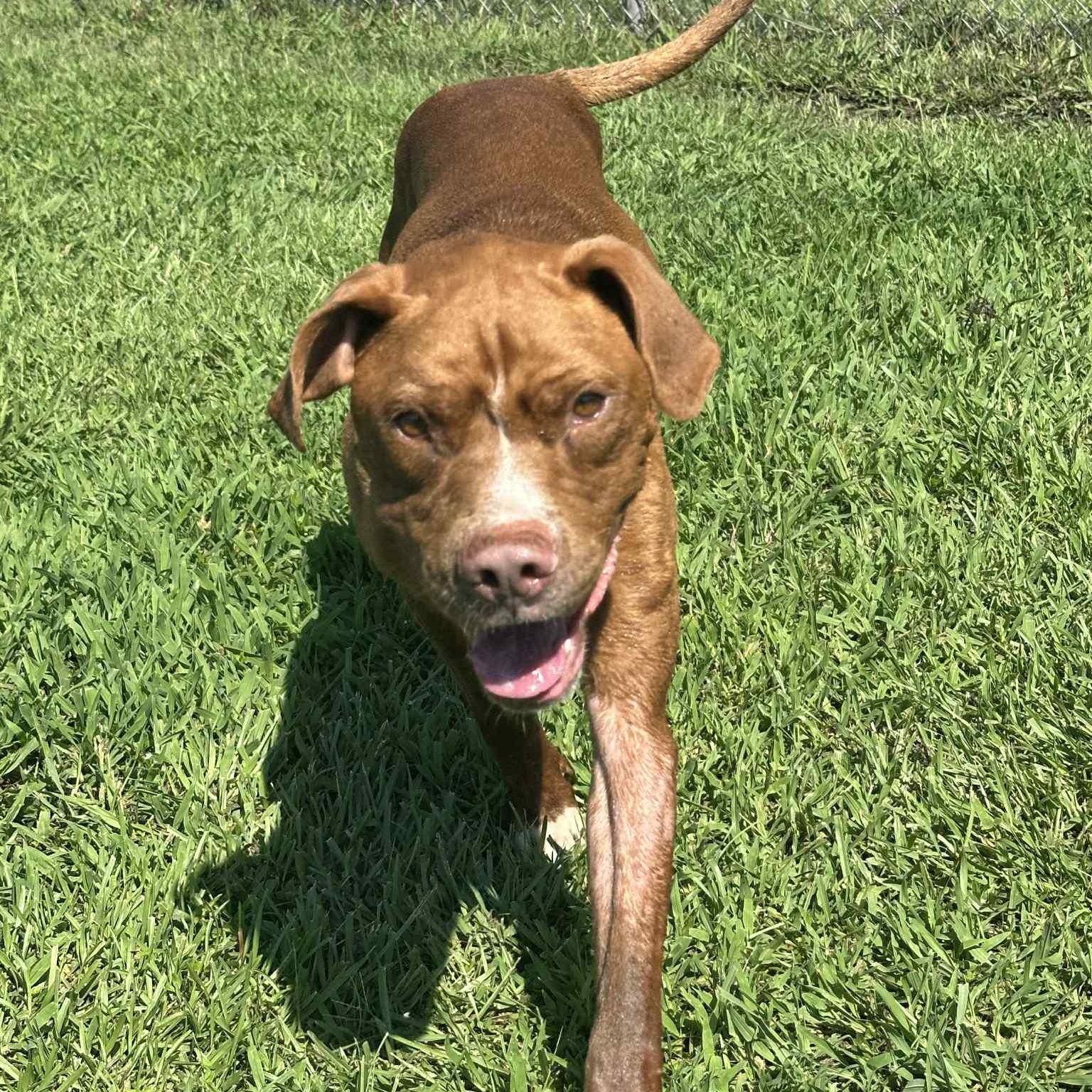 Haku (in foster), a Adoptable Mixed Breed in Myrtle Beach, SC image 6/6
