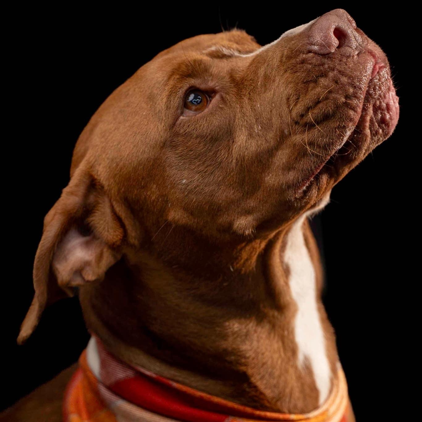 Haku (in foster), a Adoptable Mixed Breed in Myrtle Beach, SC image 3/6