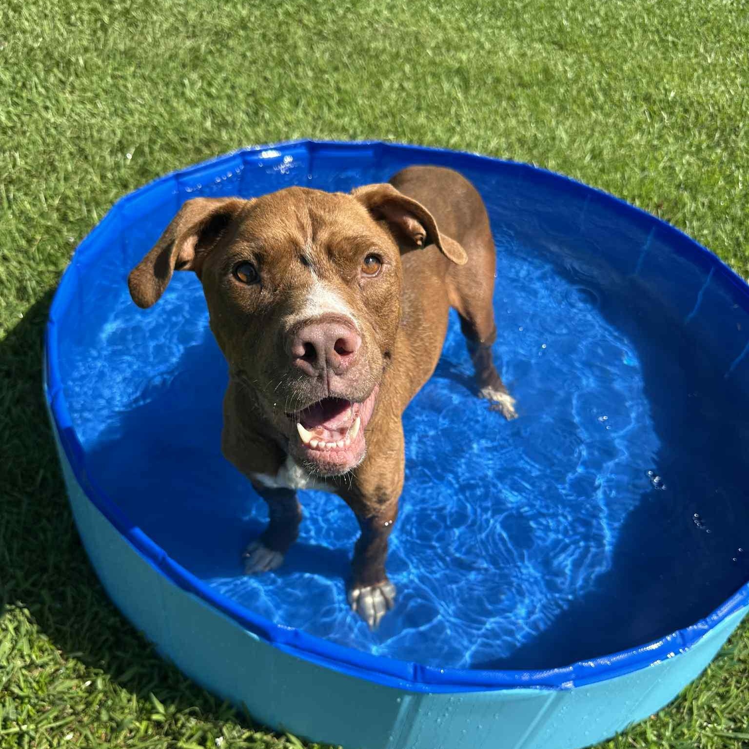 Haku (in foster), a Adoptable Mixed Breed in Myrtle Beach, SC image 4/6