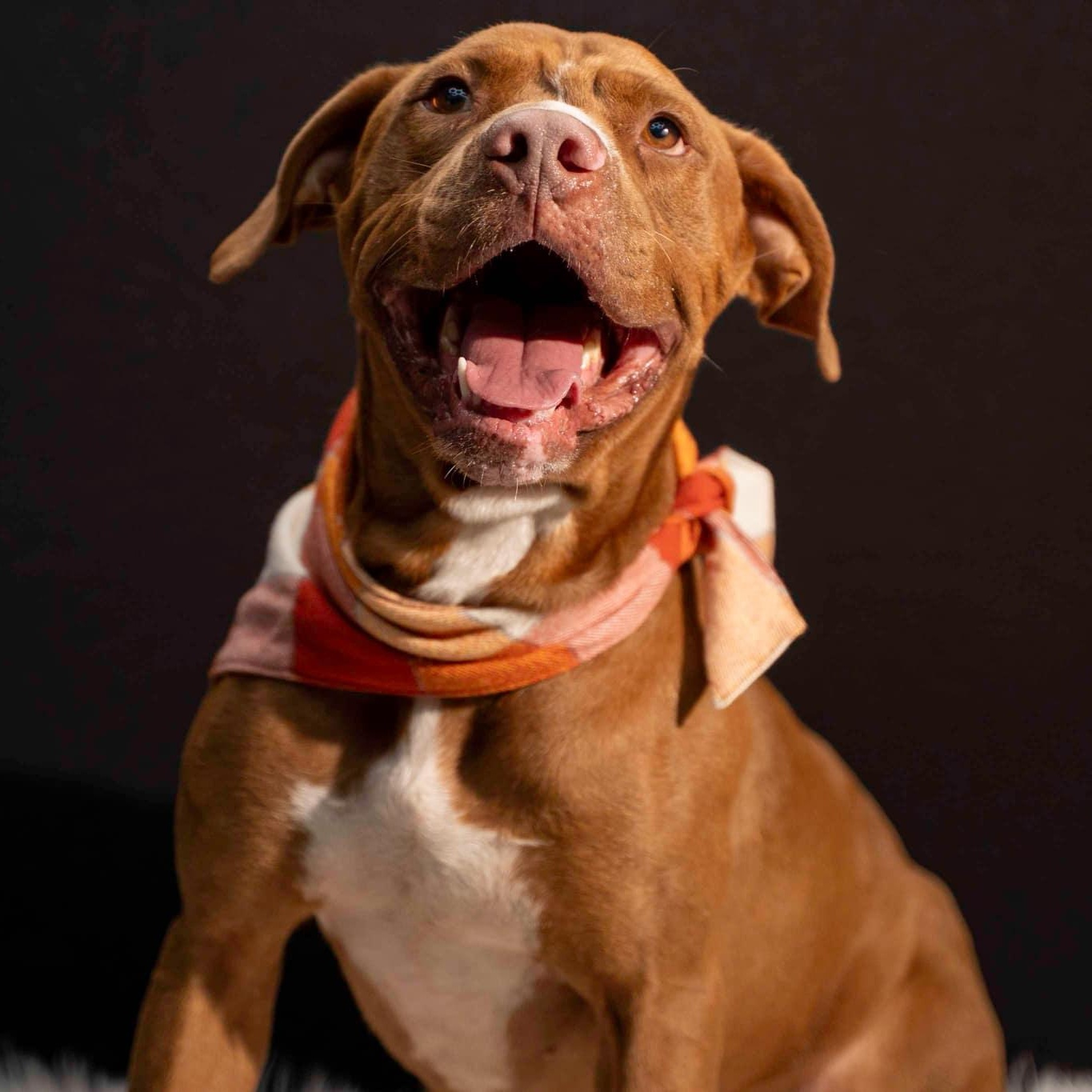 Haku (in foster), a Adoptable Mixed Breed in Myrtle Beach, SC image 2/6