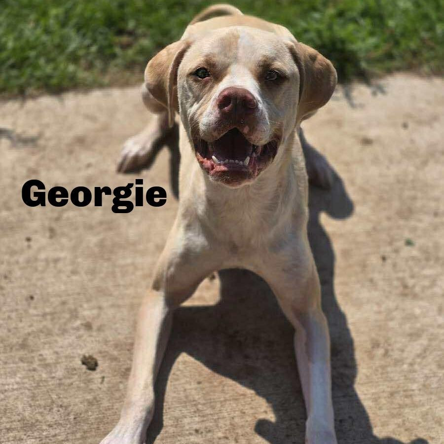 Enlarge Georgie 250943, a Adoptable Mixed Breed image 2/6
