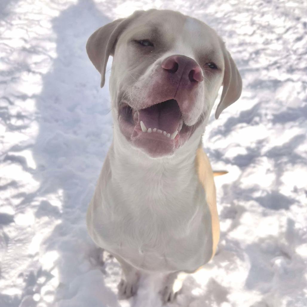 Enlarge Georgie 250943, a Adoptable Mixed Breed image 4/6