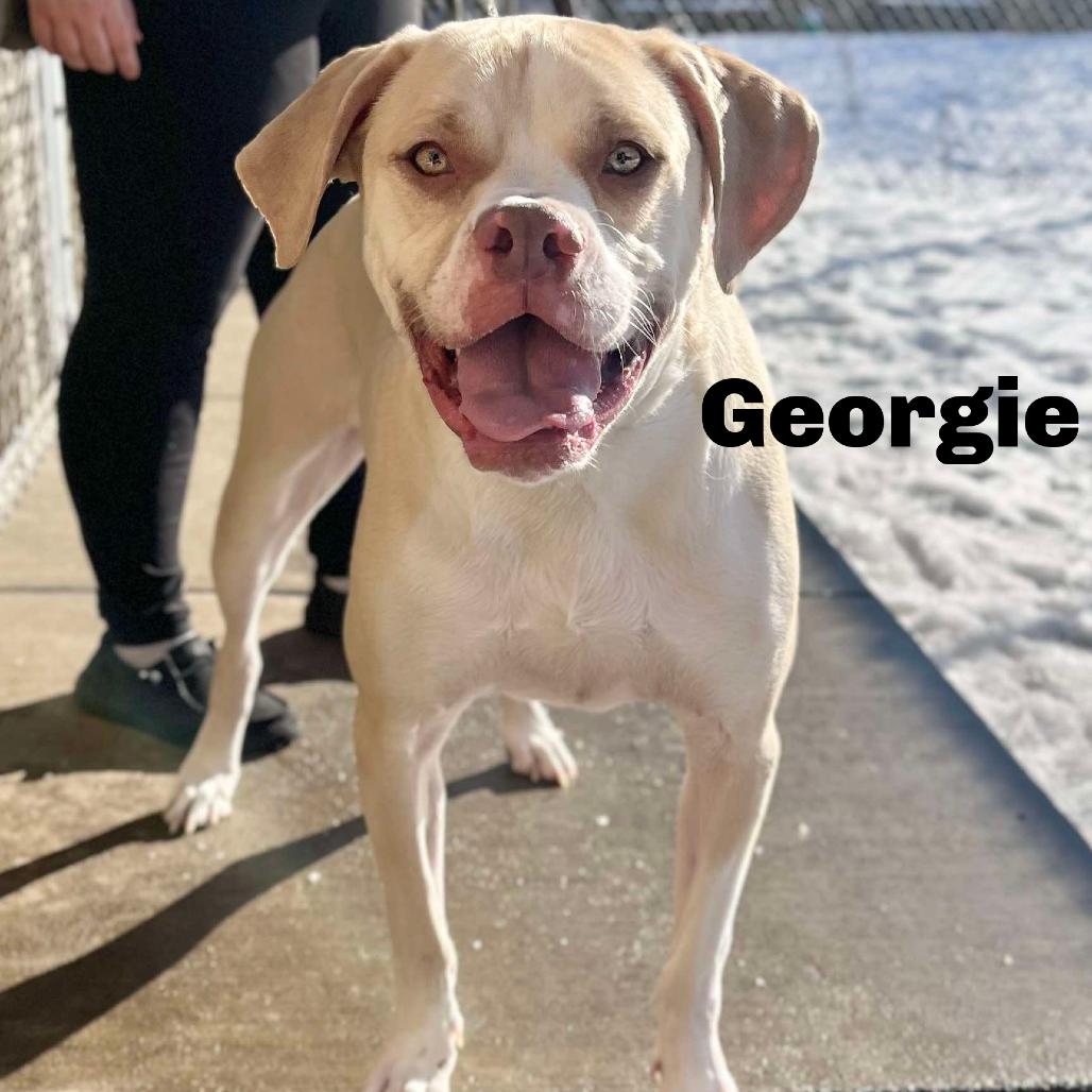 Enlarge Georgie 250943, a Adoptable Mixed Breed image 6/6