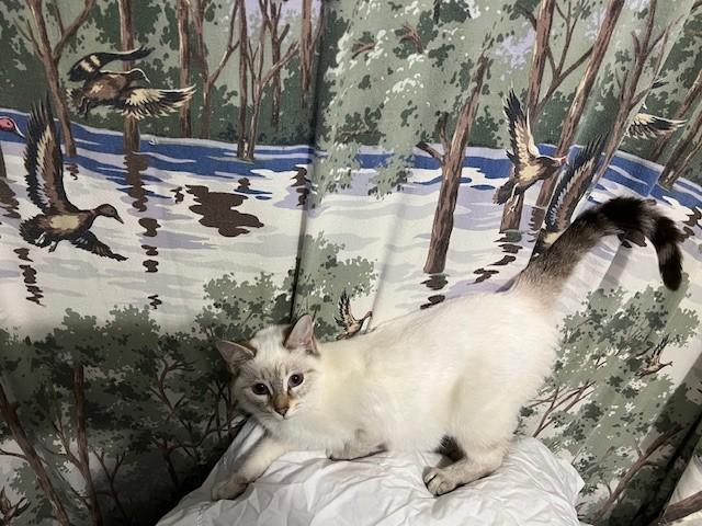 Gloria, an adopted mixed breed in Albany, NY image 5/6