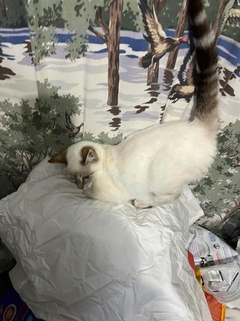 Gloria, an adopted mixed breed in Albany, NY image 6/6