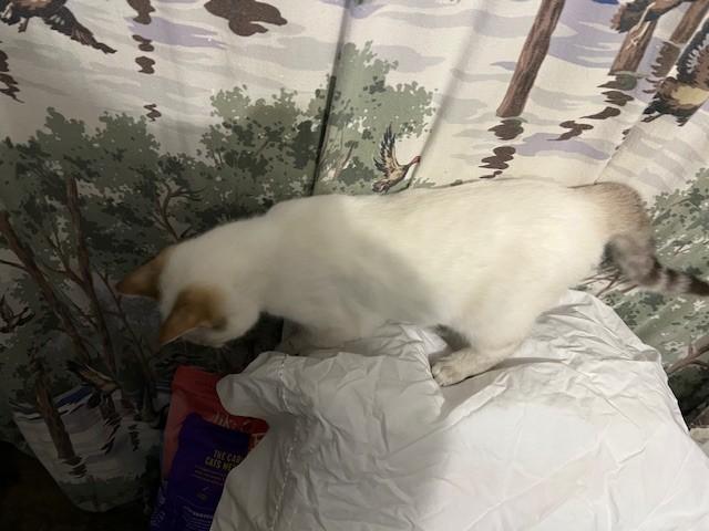 Gloria, an adopted mixed breed in Albany, NY image 4/6