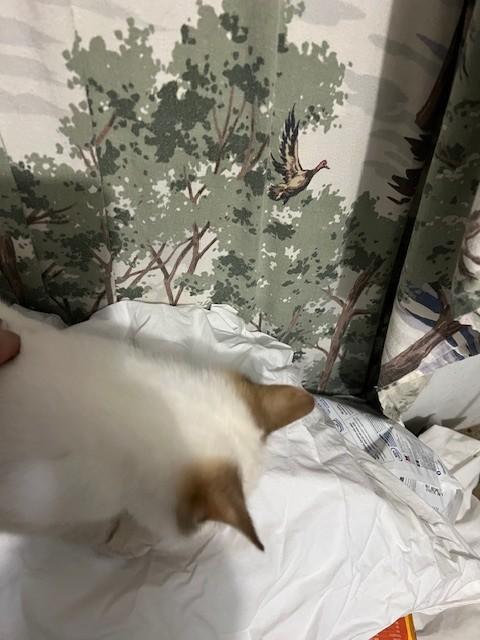 Gloria, an adopted mixed breed in Albany, NY image 3/6