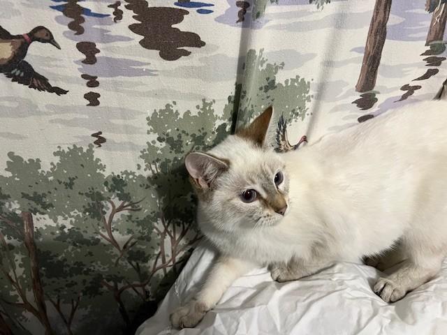 Gloria, adopted, Young Female Siamese & Domestic Short Hair.