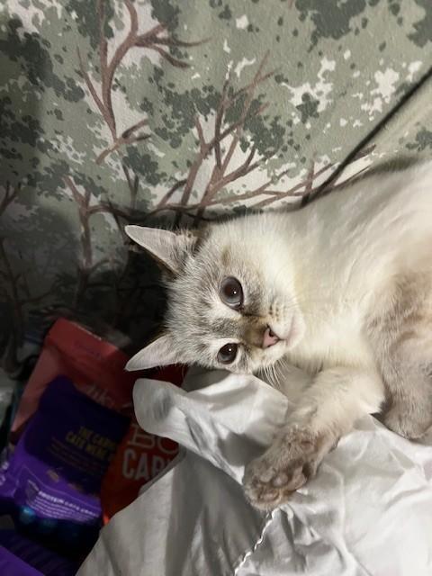 Gloria, an adopted mixed breed in Albany, NY image 2/6