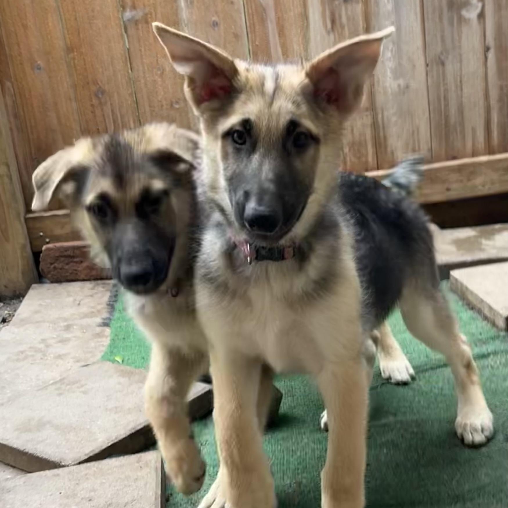 Enlarge Sage, a ADOPTABLE German Shepherd Dog in Bellaire, TX image 3/6