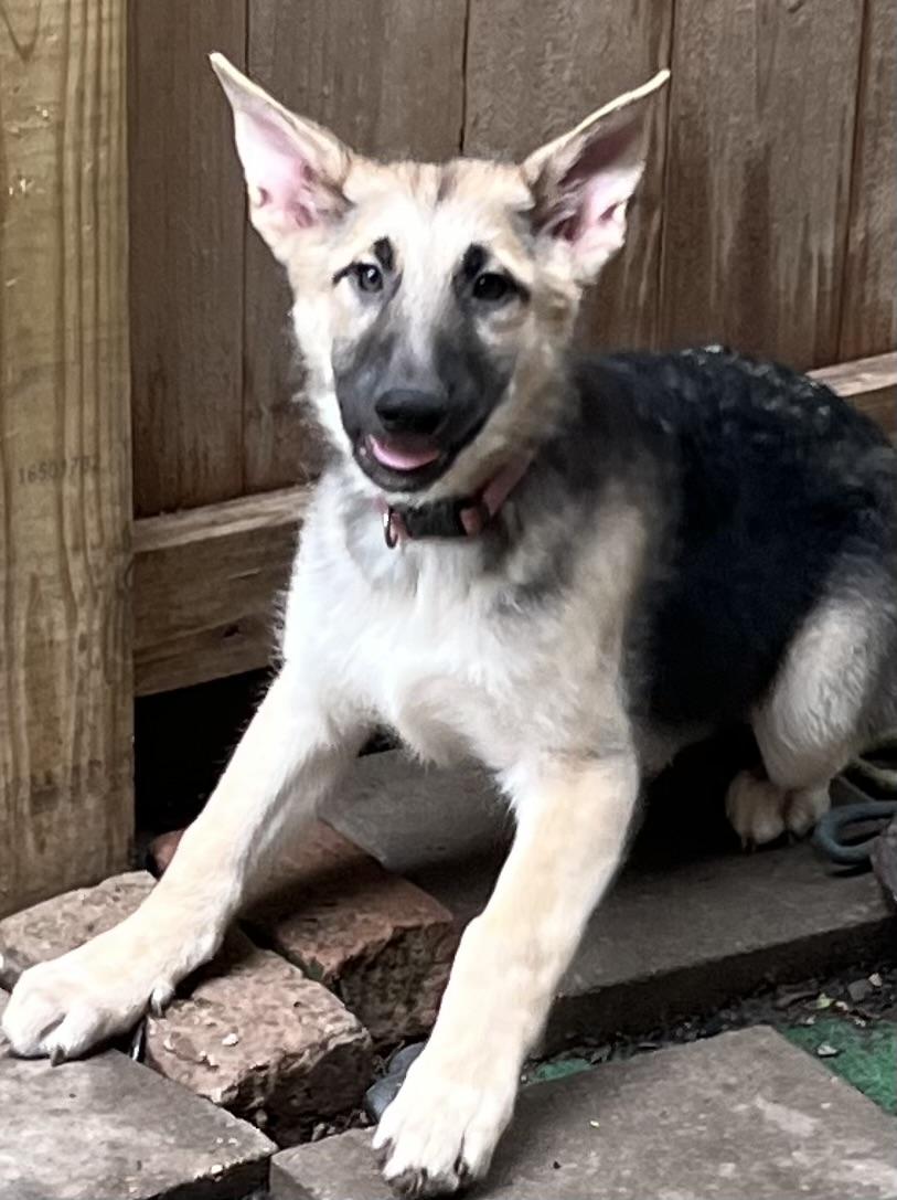 Enlarge Sage, a ADOPTABLE German Shepherd Dog in Bellaire, TX image 5/6