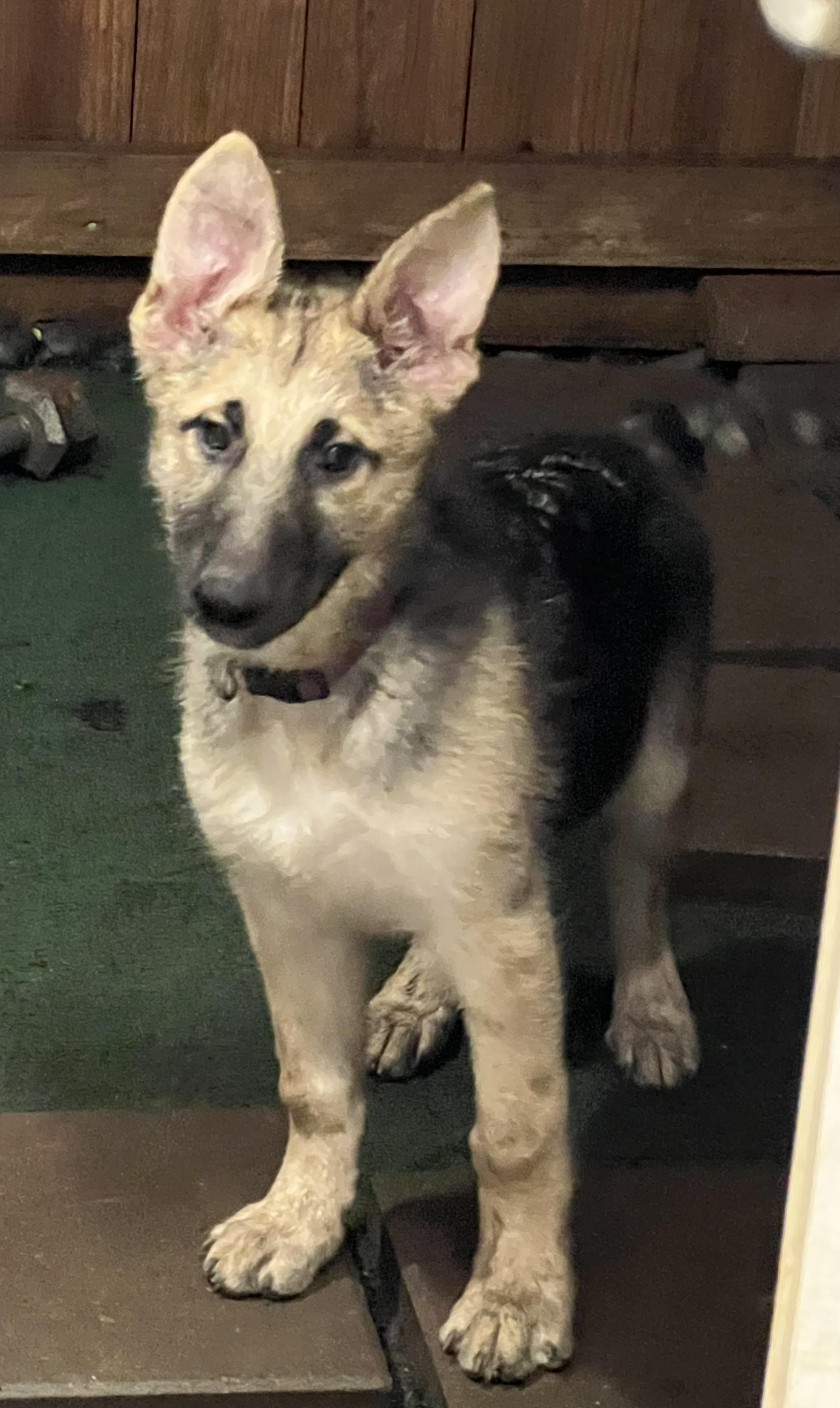 Enlarge Sage, a ADOPTABLE German Shepherd Dog in Bellaire, TX image 1/6