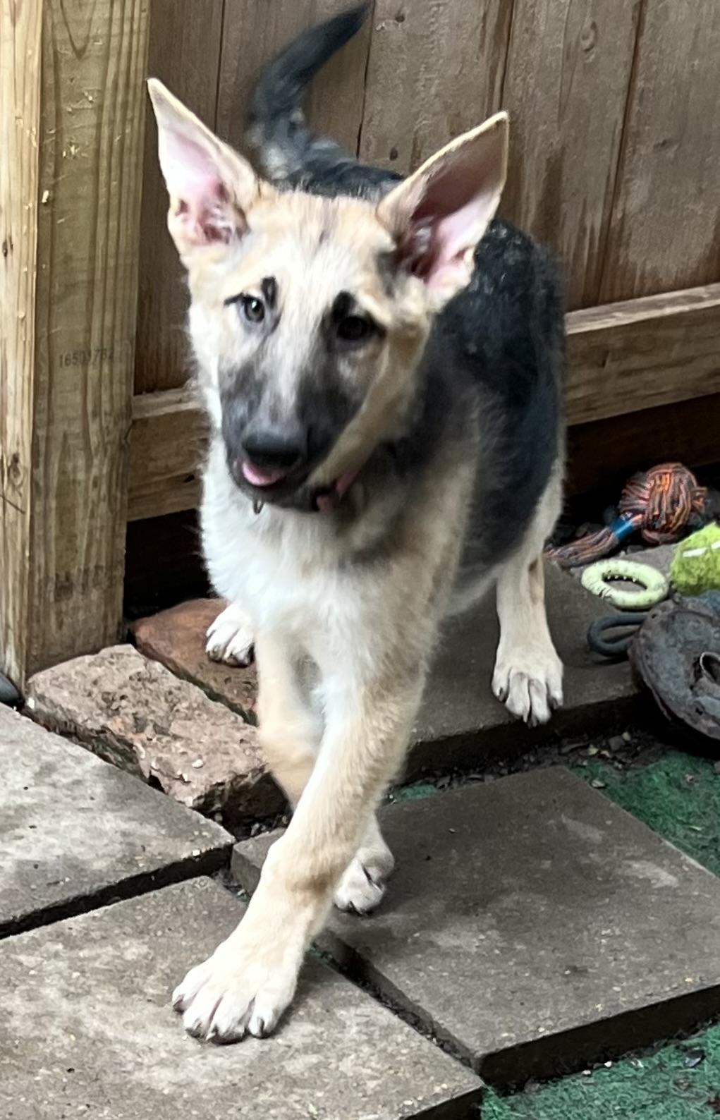 Enlarge Sage, a ADOPTABLE German Shepherd Dog in Bellaire, TX image 4/6
