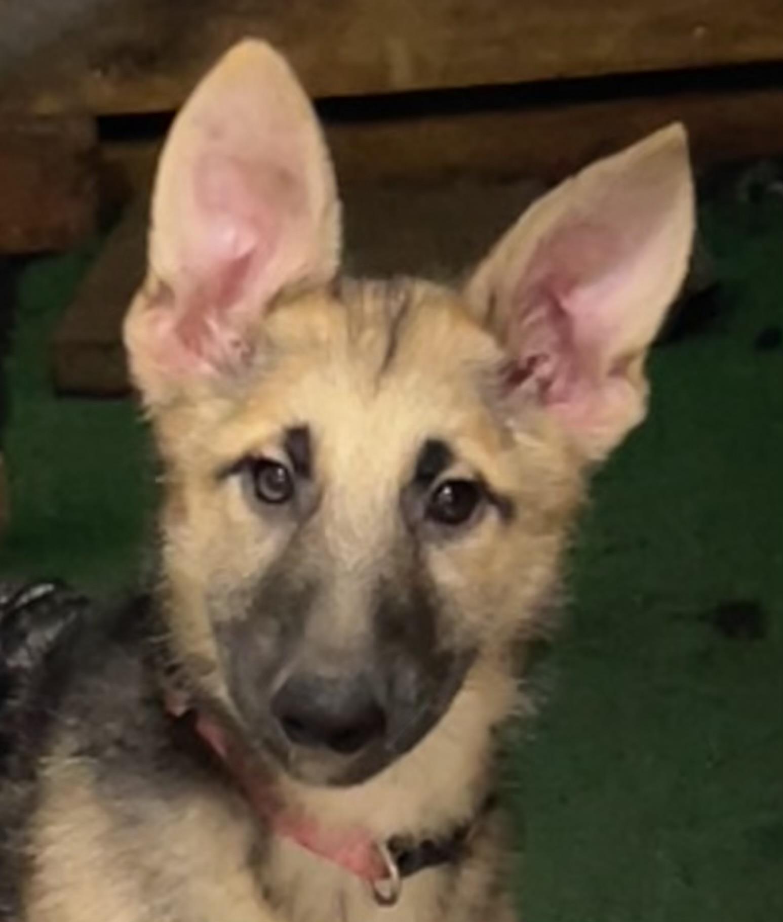 Enlarge Sage, a ADOPTABLE German Shepherd Dog in Bellaire, TX image 2/6
