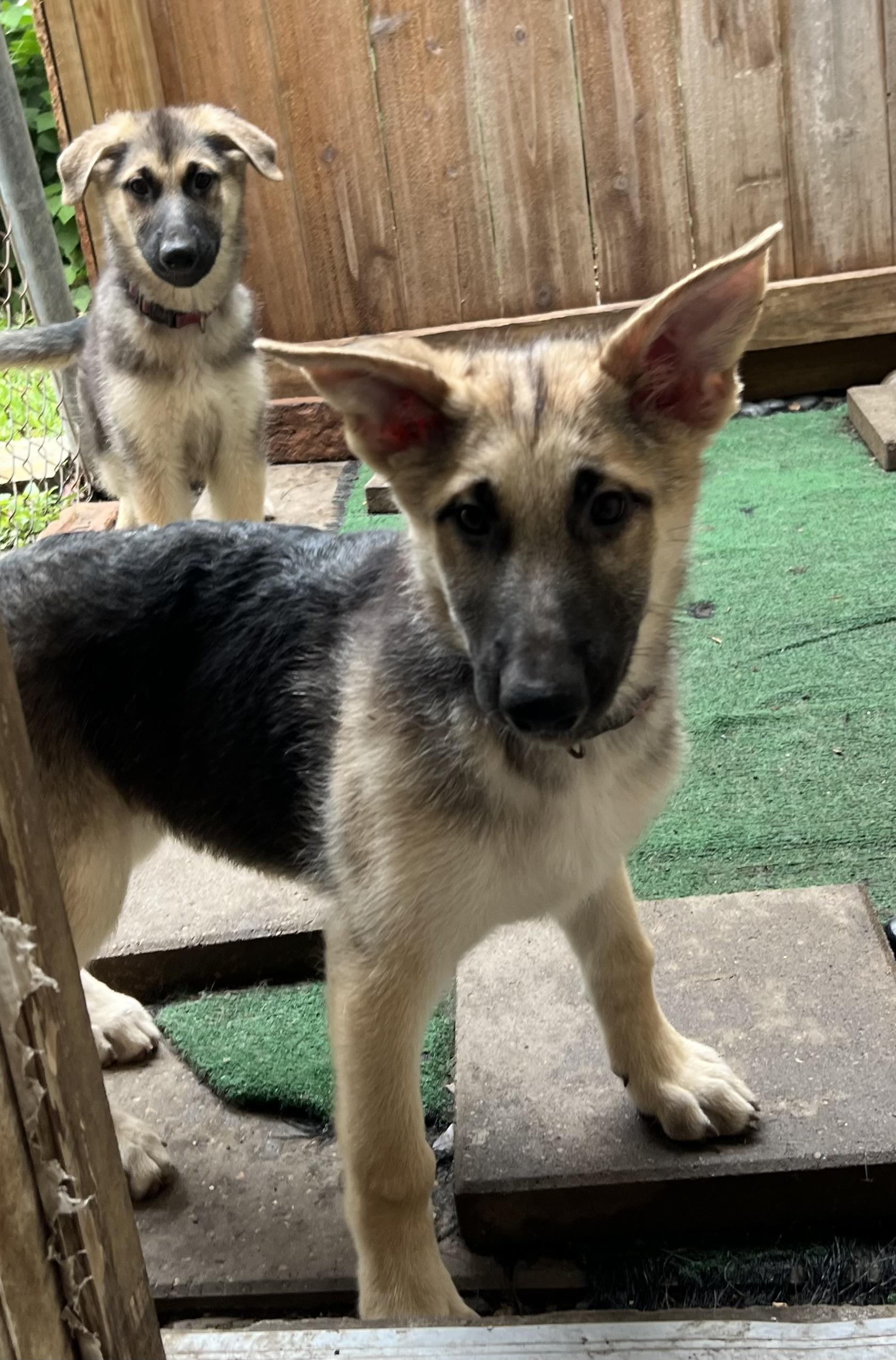 Enlarge Sage, a ADOPTABLE German Shepherd Dog in Bellaire, TX image 6/6