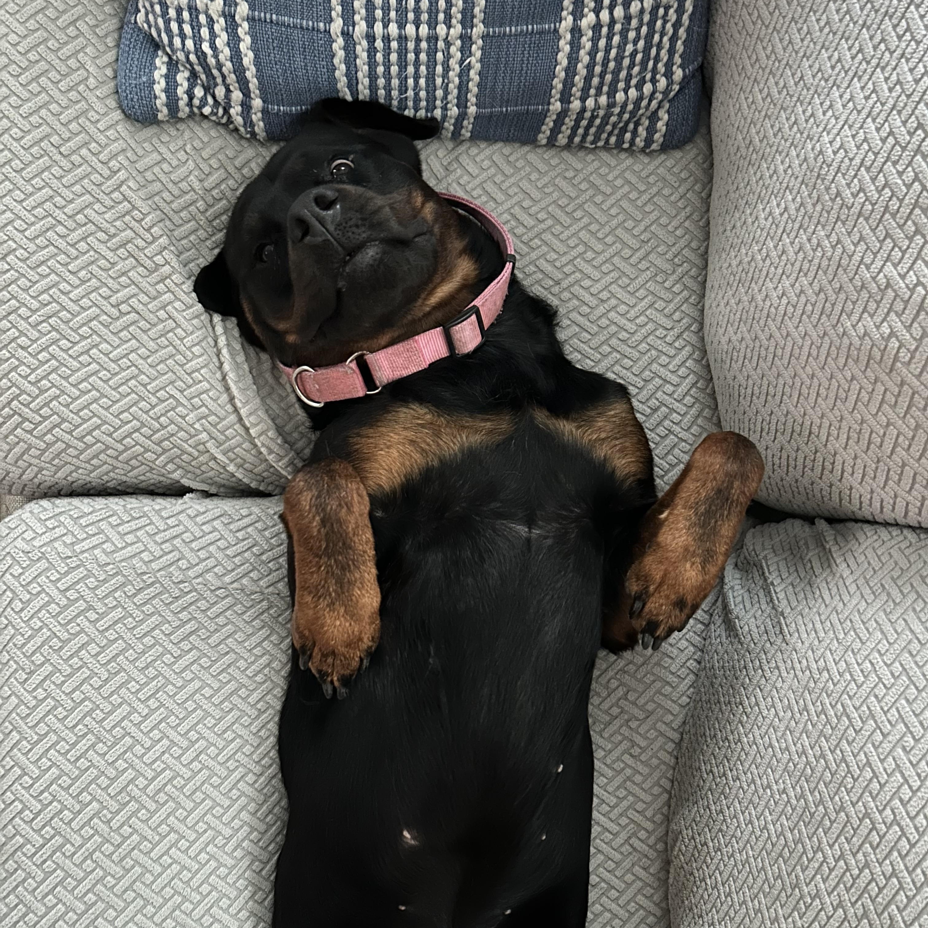 Enlarge Vera, a Adoptable Rottweiler in New Orleans, LA image 3/6