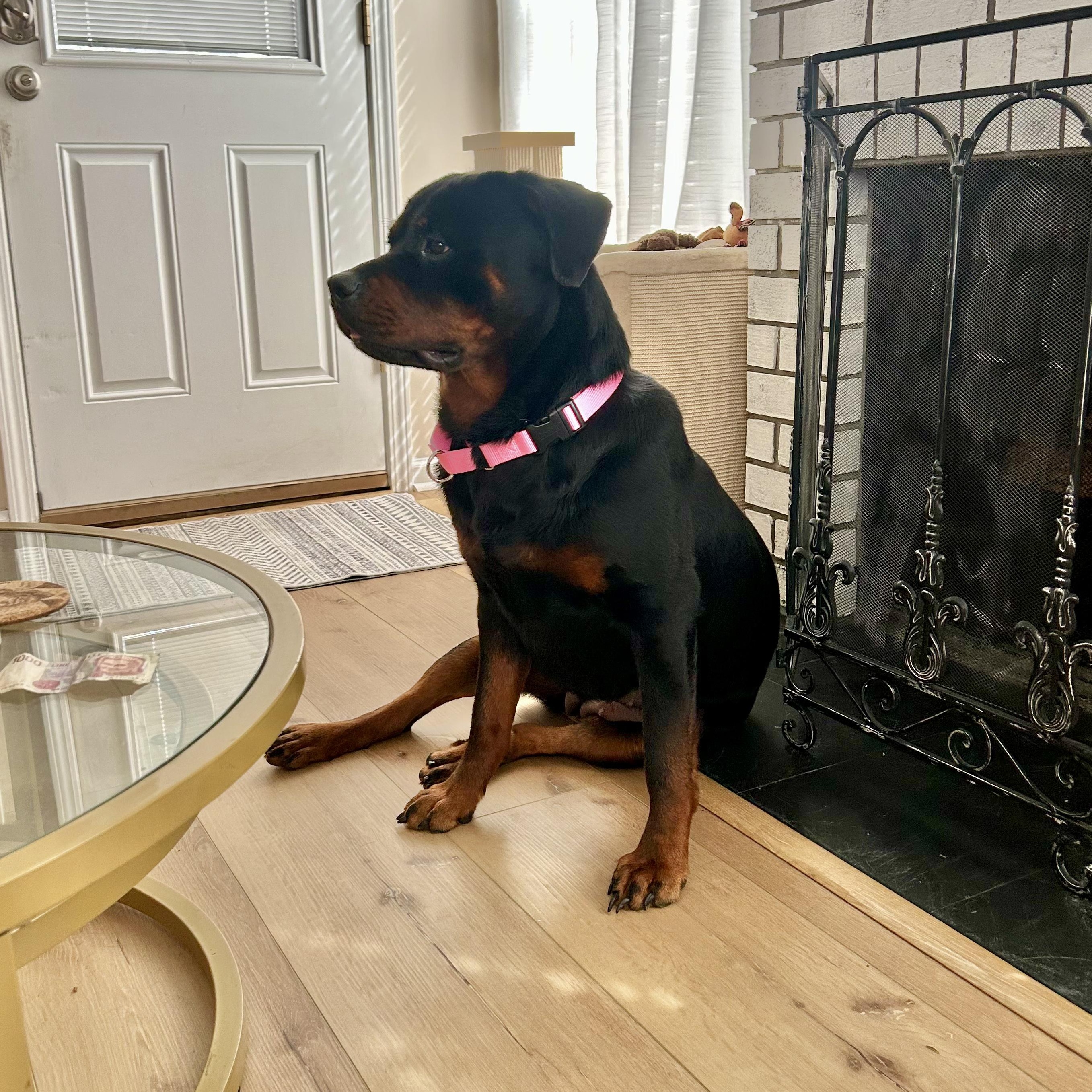 Enlarge Vera, a Adoptable Rottweiler in New Orleans, LA image 5/6