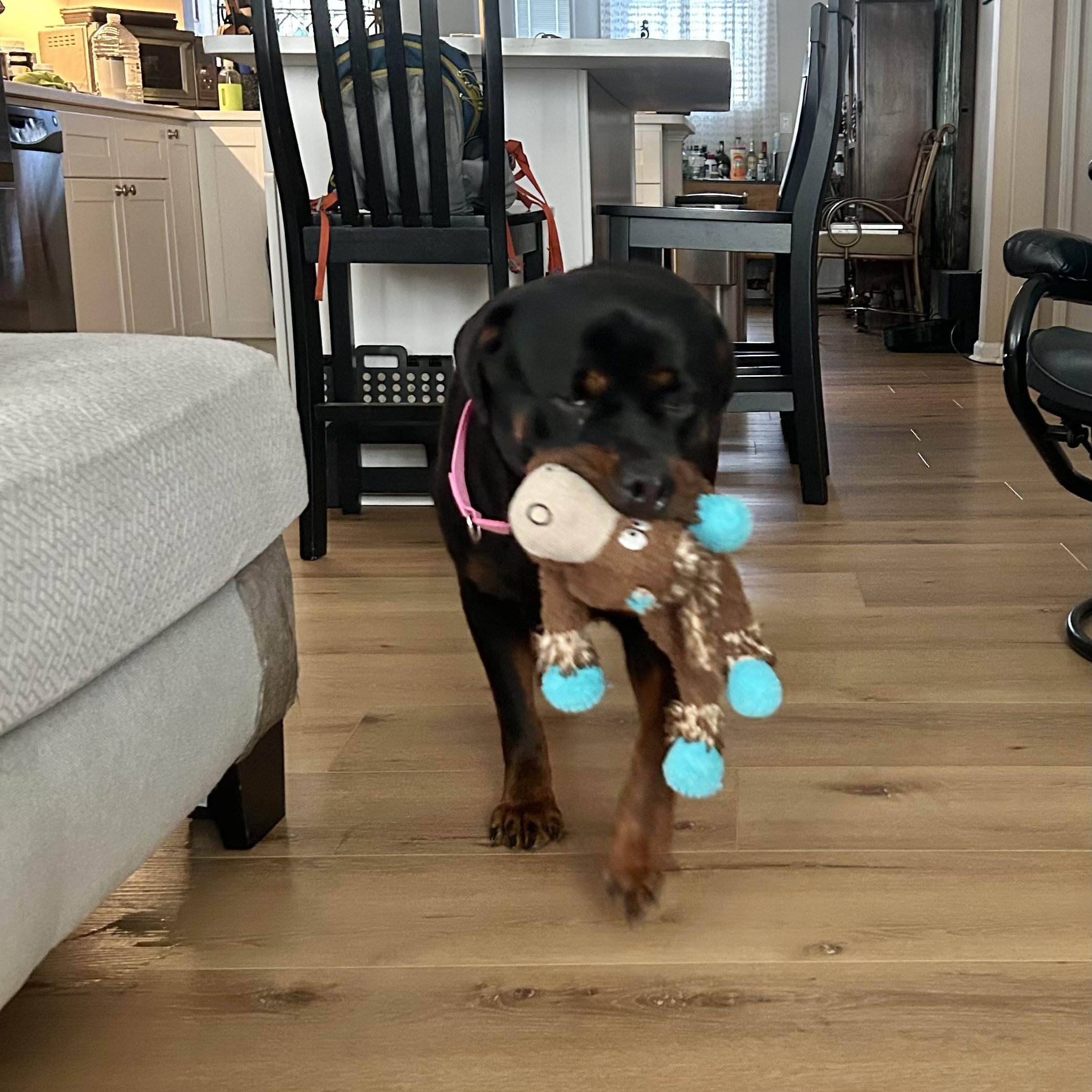 Enlarge Vera, a Adoptable Rottweiler in New Orleans, LA image 6/6