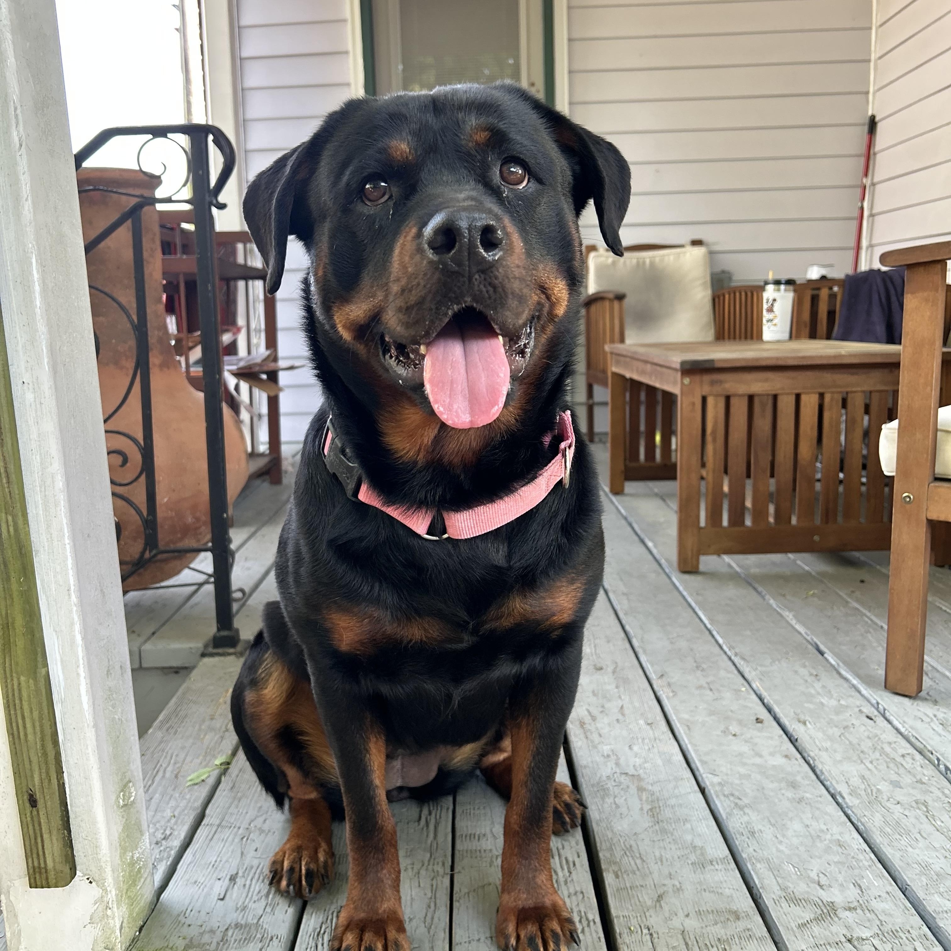 Enlarge Vera, a Adoptable Rottweiler in New Orleans, LA image 1/6