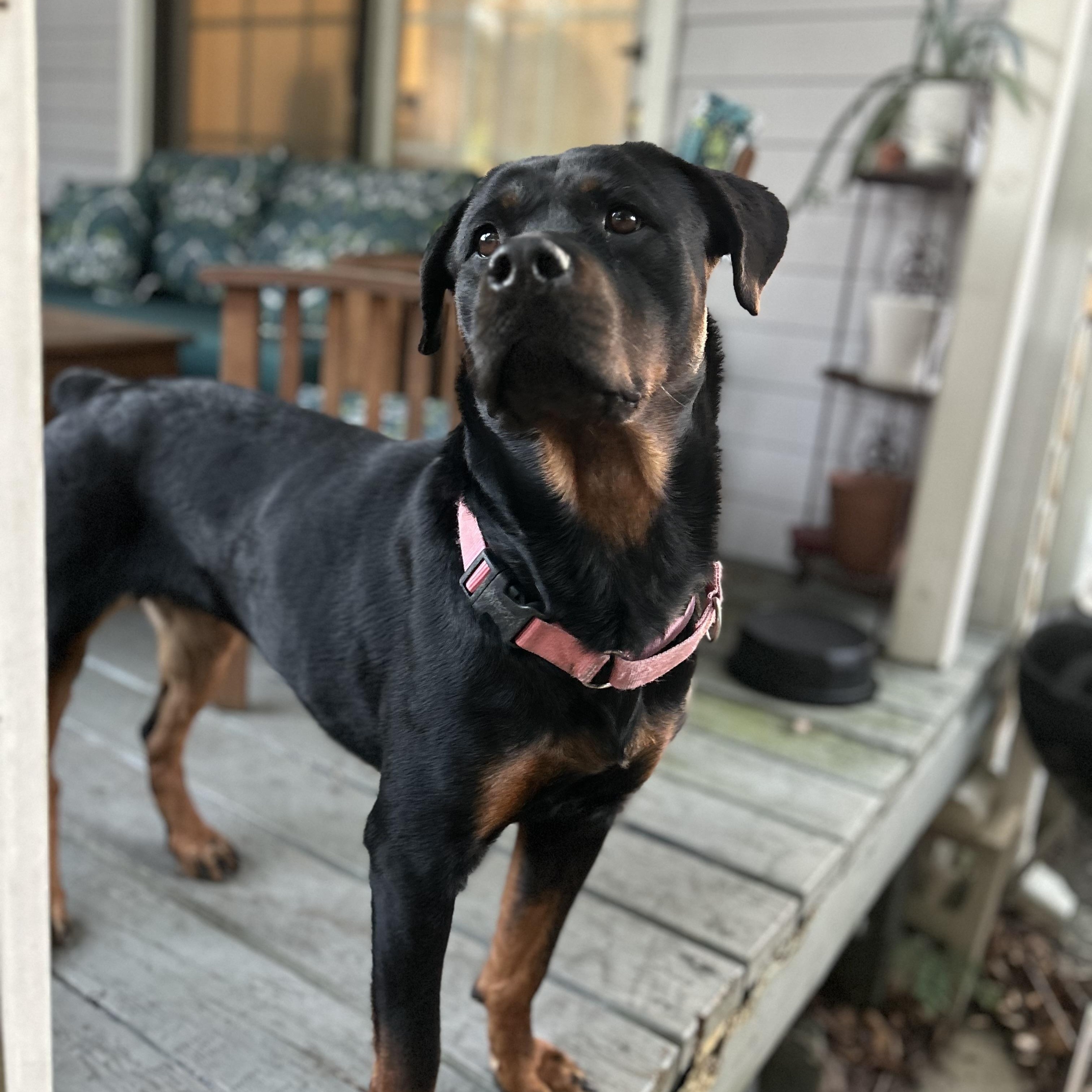 Enlarge Vera, a Adoptable Rottweiler in New Orleans, LA image 2/6