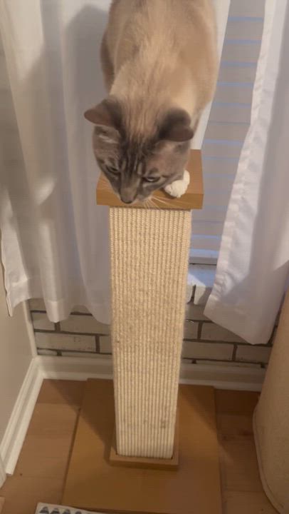 Enlarge Vera, a Adoptable Rottweiler in New Orleans, LA video 4/6