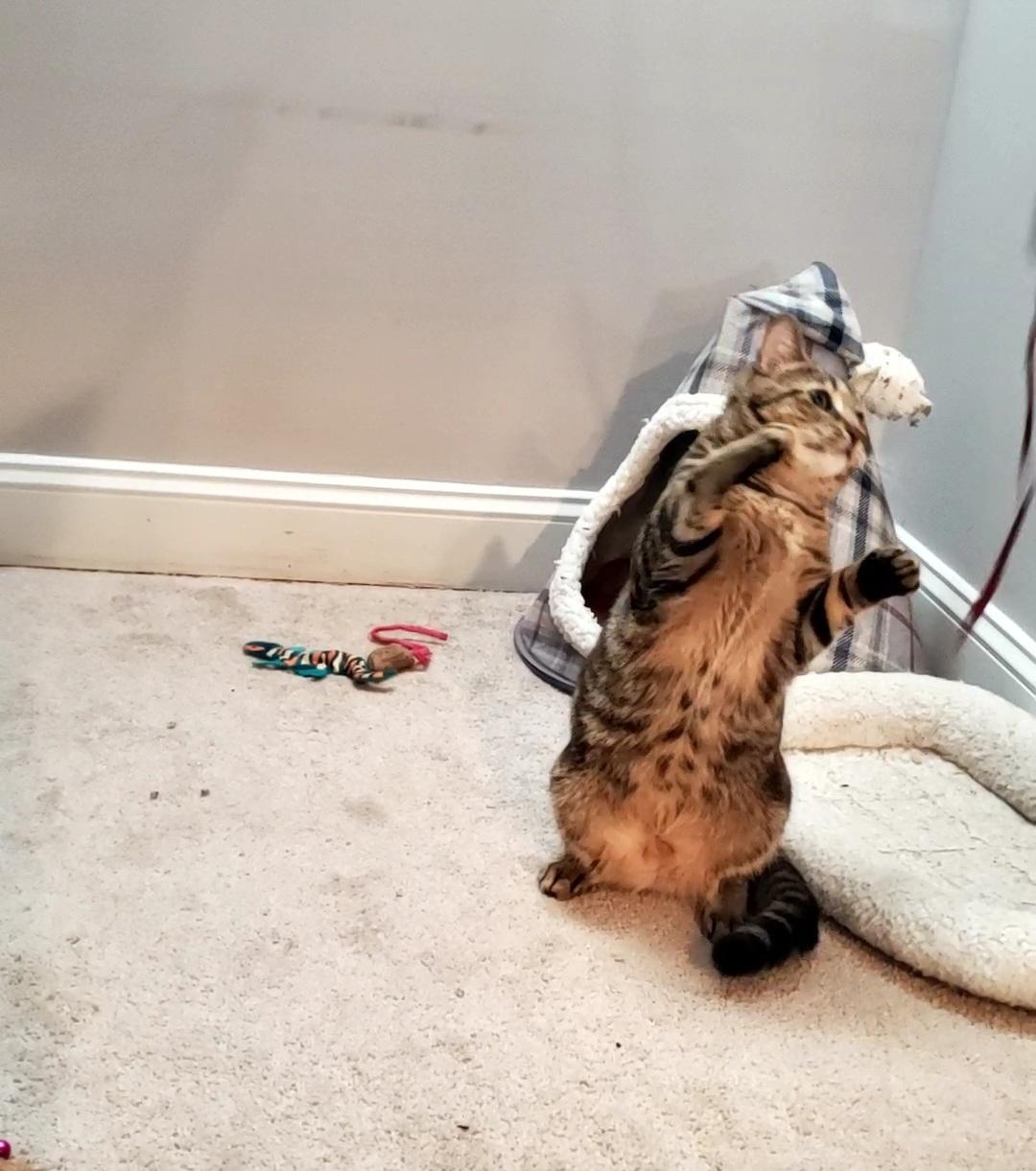 Enlarge Albert, a Adoptable mixed breed in Baltimore, MD image 4/6