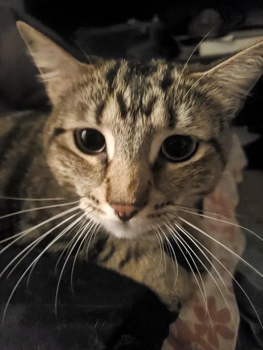 Albert, Adoptable, Adult Male Tabby & Domestic Short Hair.