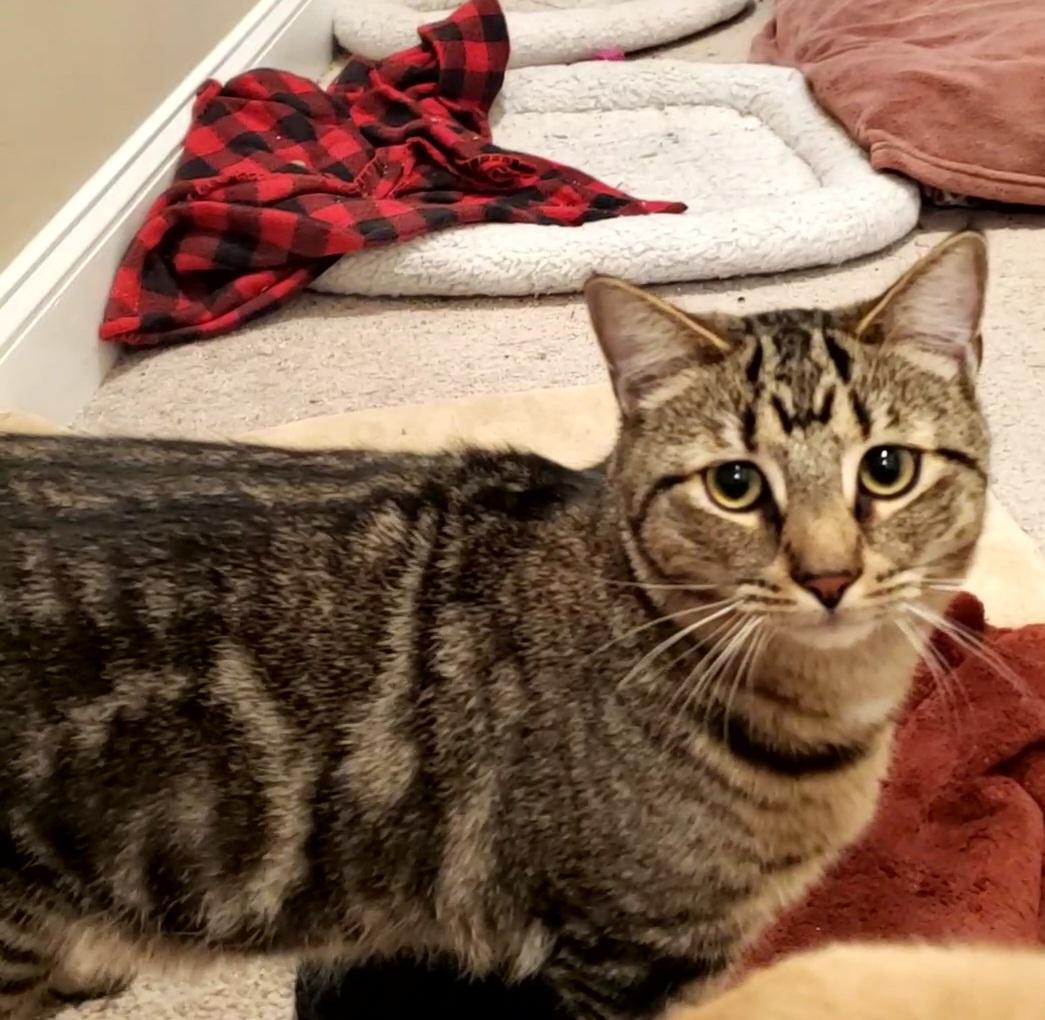 Enlarge Albert, a Adoptable mixed breed in Baltimore, MD image 2/6