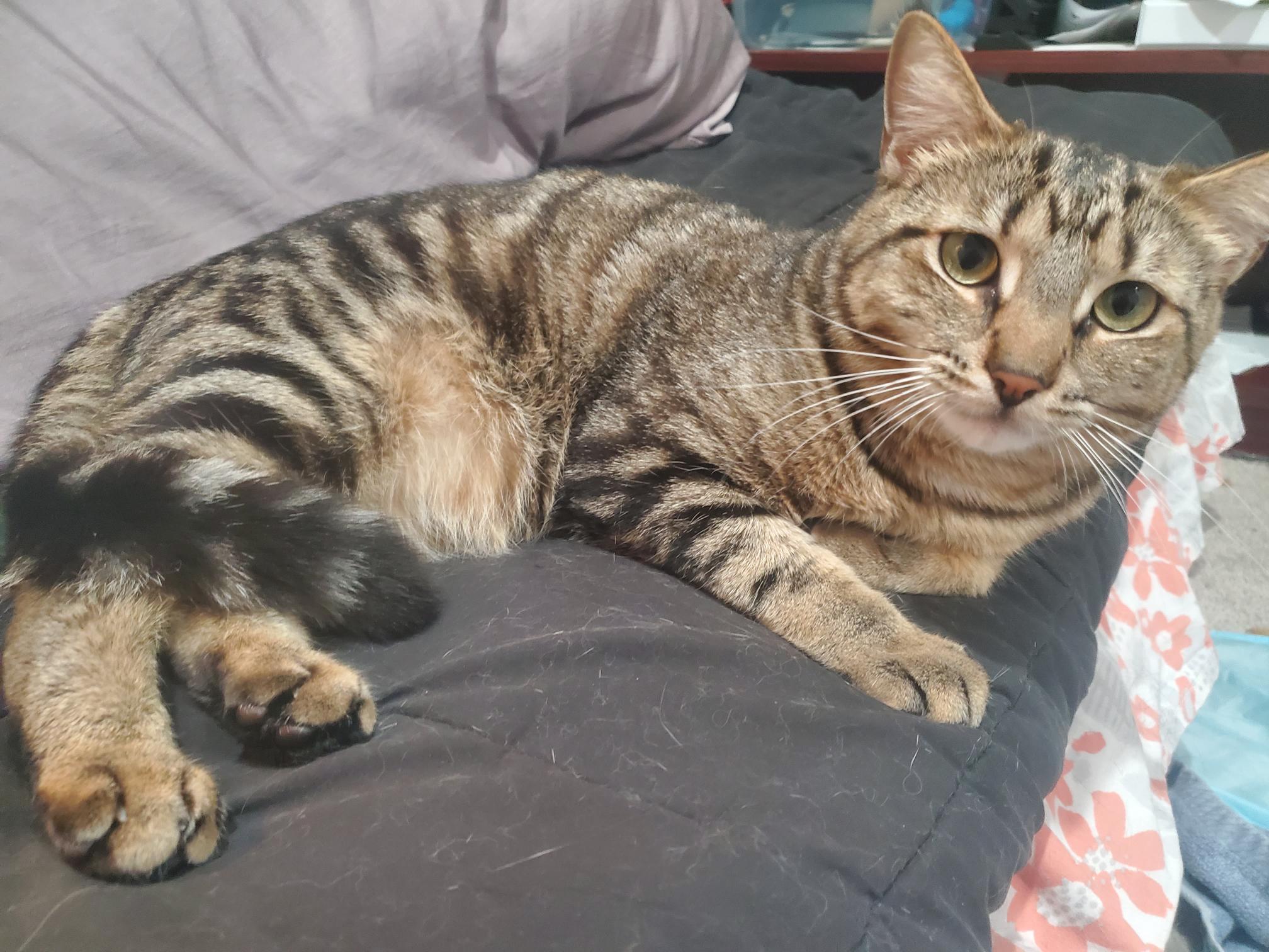 Enlarge Albert, a Adoptable mixed breed in Baltimore, MD image 3/6