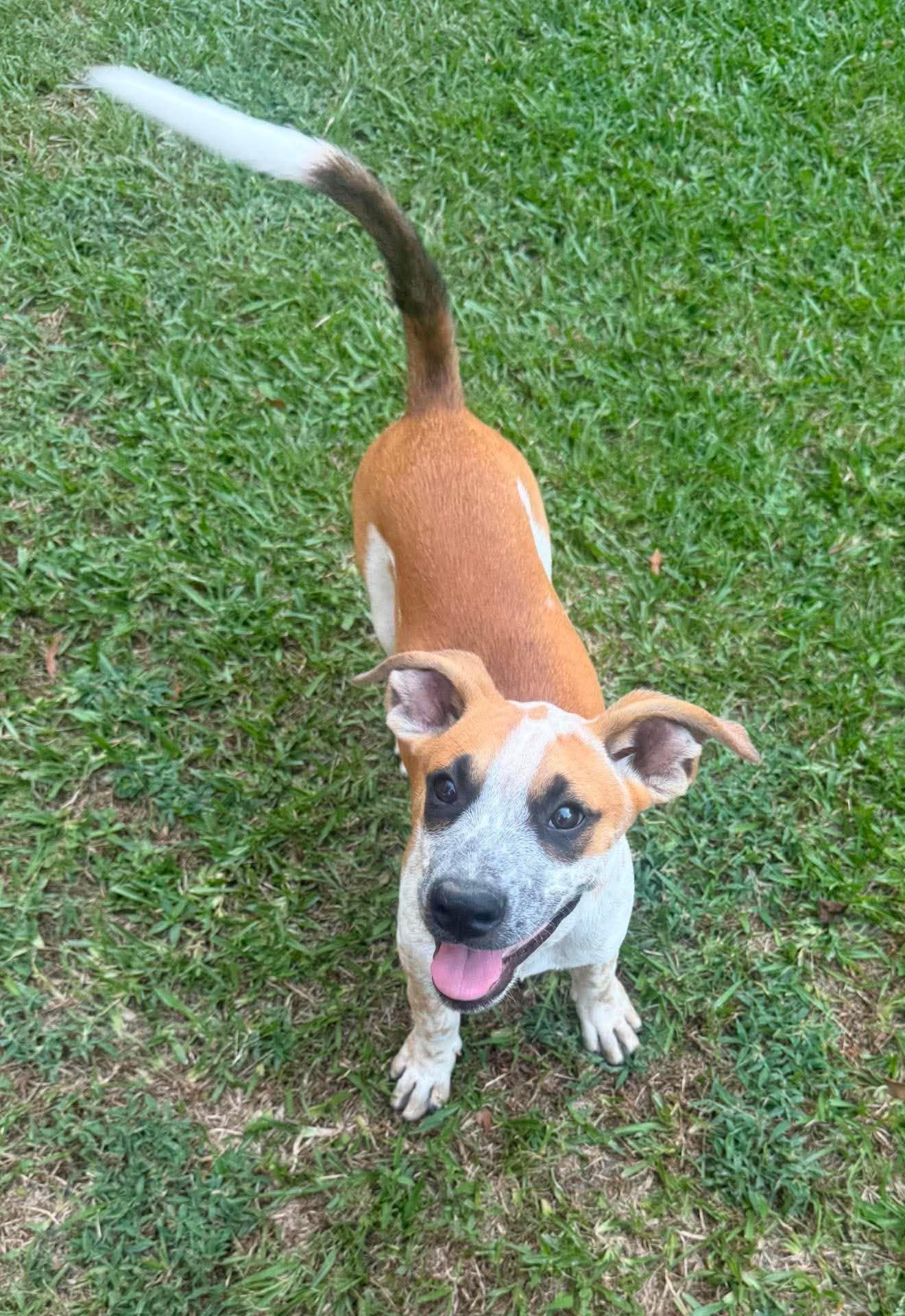 Gully, a ADOPTABLE Mixed Breed in Northwood, NH image 4/4