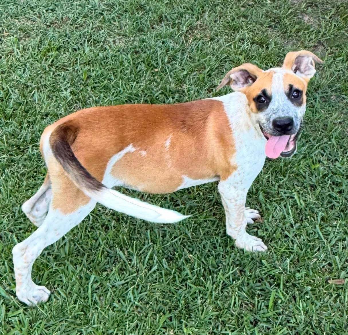 Gully, a ADOPTABLE Mixed Breed in Northwood, NH image 2/4