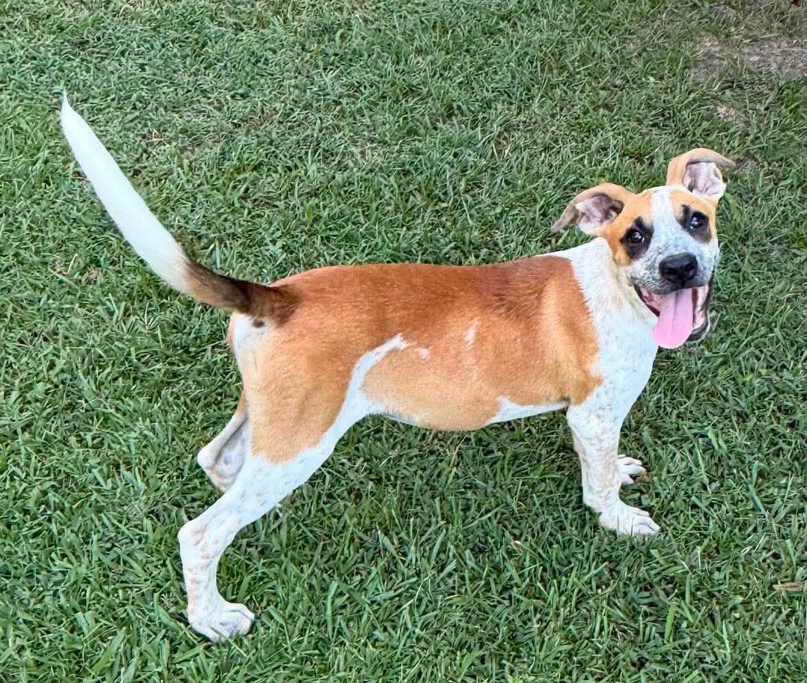 Gully, a ADOPTABLE Mixed Breed in Northwood, NH image 3/4