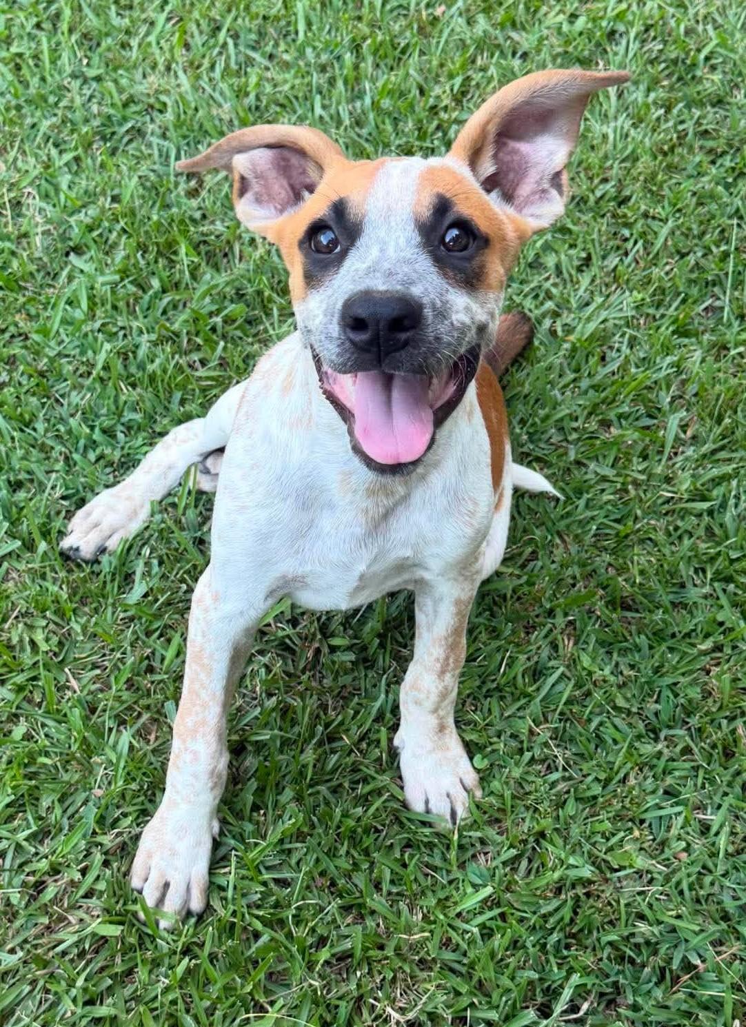 Gully, ADOPTABLE, Puppy Male Mixed Breed.