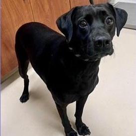 Lilly, adopted, Adult Female Black Labrador Retriever.