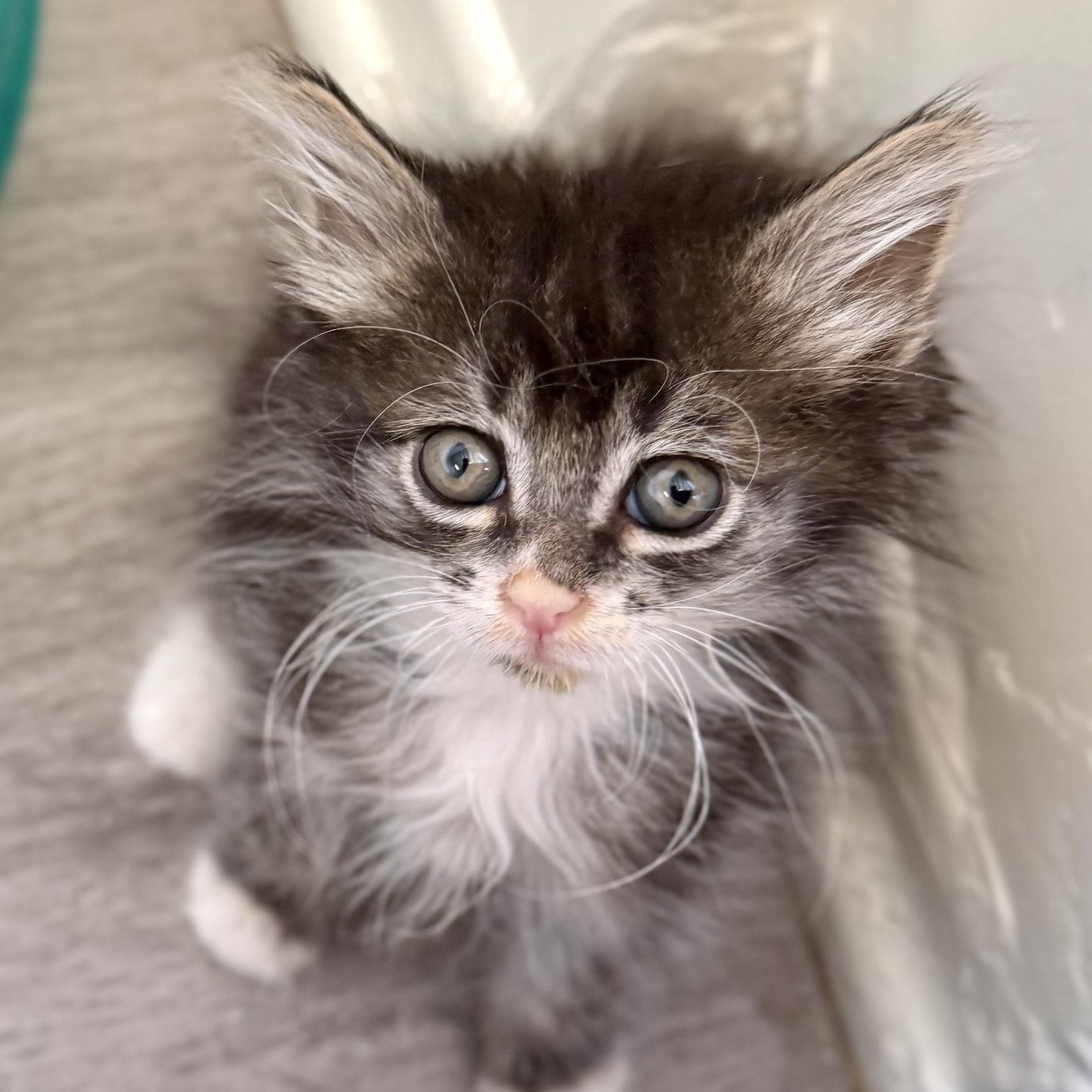 Pallas, Adoptable, Kitten Male Domestic Long Hair.
