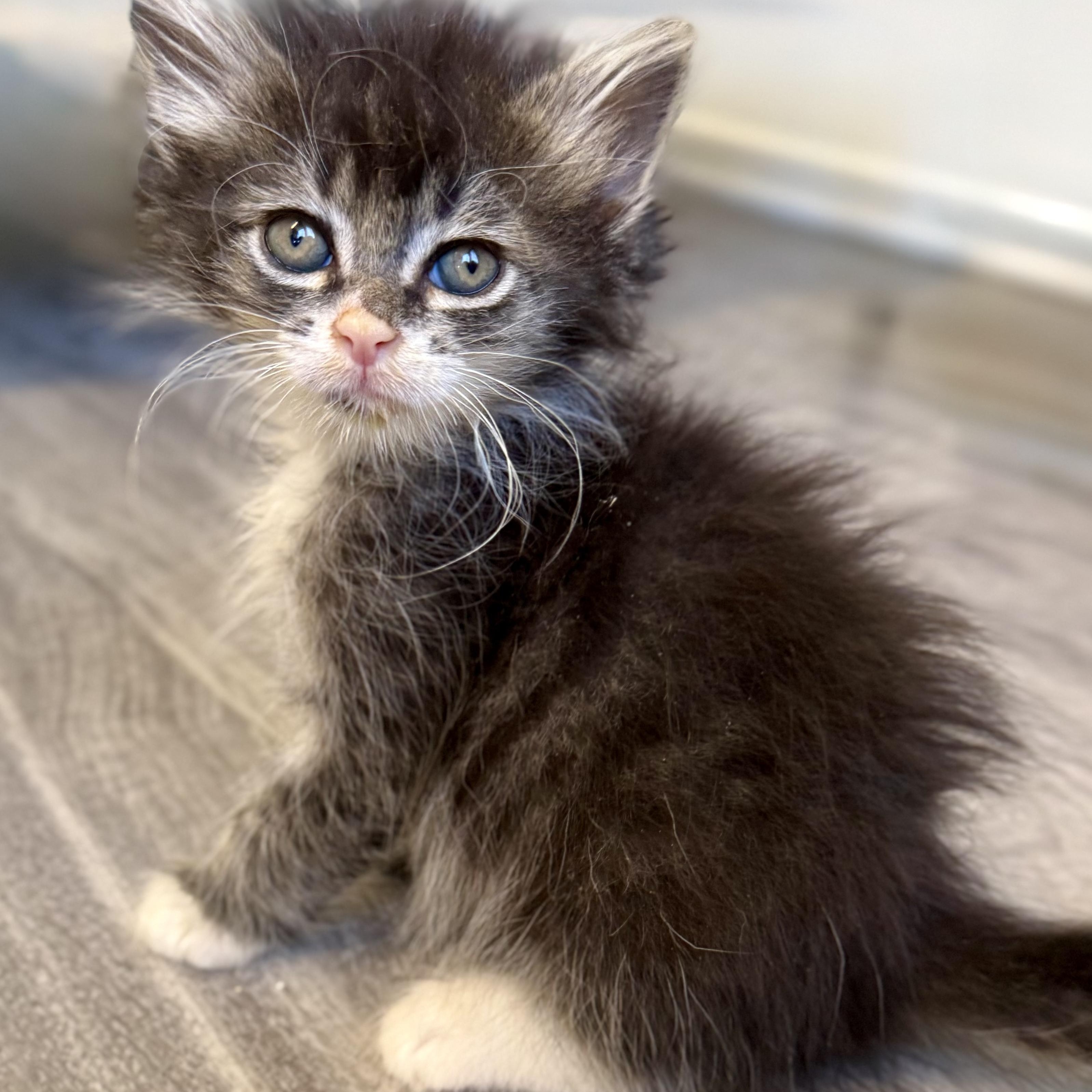 Pallas, a Adoptable Domestic Long Hair in Santa Monica, CA image 2/3