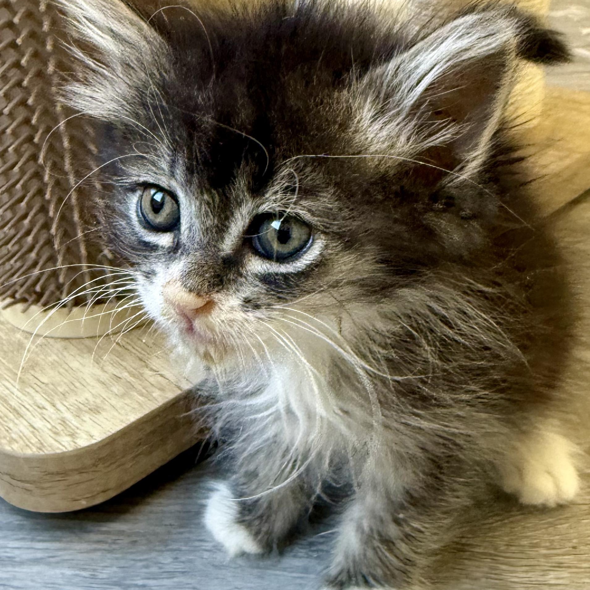 Pallas, a Adoptable Domestic Long Hair in Santa Monica, CA image 3/3