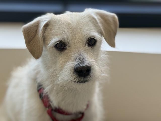 Timothy Alexander Goodwin, ADOPTABLE, Adult Male Terrier.