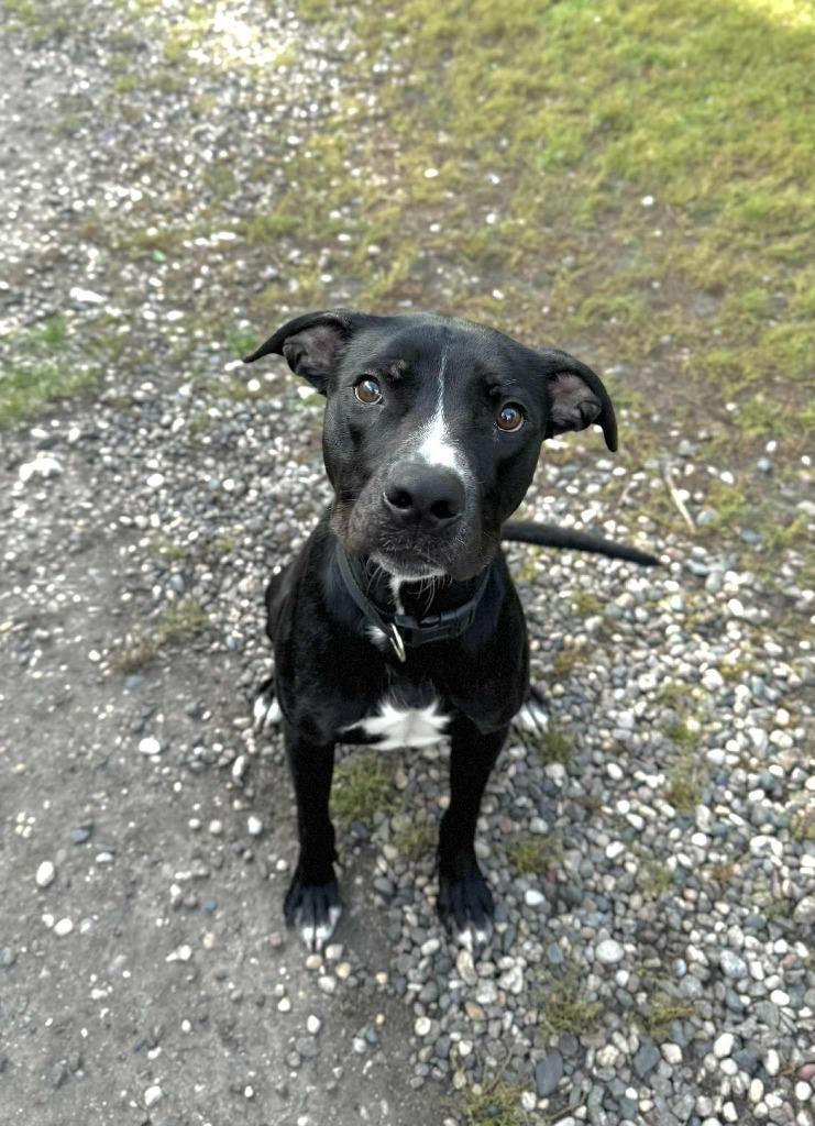 Enlarge Tidus, a Adoptable Mixed Breed in Grand Forks, ND image 1/6