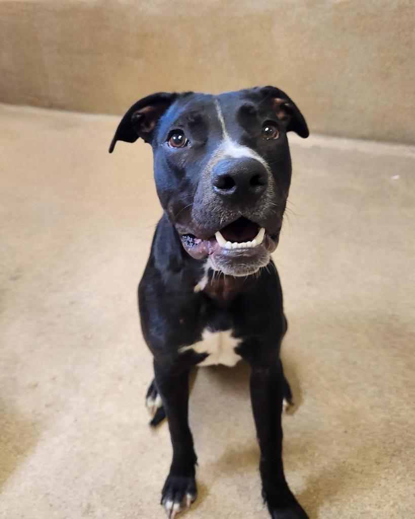 Enlarge Tidus, a Adoptable Mixed Breed in Grand Forks, ND image 2/6