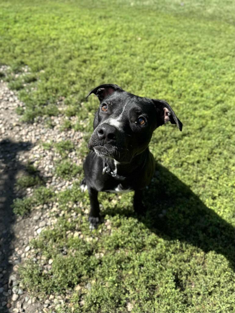 Enlarge Tidus, a Adoptable Mixed Breed in Grand Forks, ND image 3/6