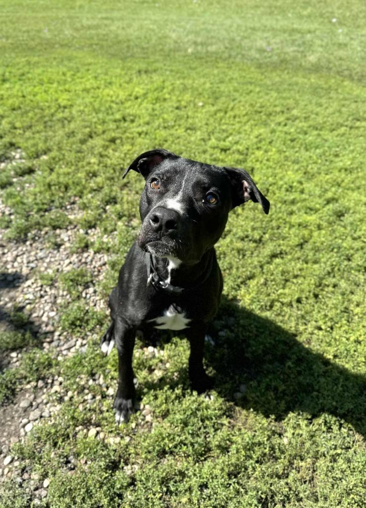 Enlarge Tidus, a Adoptable Mixed Breed in Grand Forks, ND image 4/6