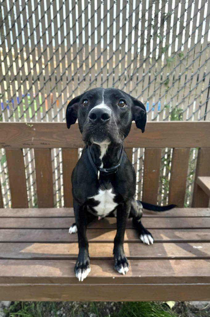 Enlarge Tidus, a Adoptable Mixed Breed in Grand Forks, ND image 5/6