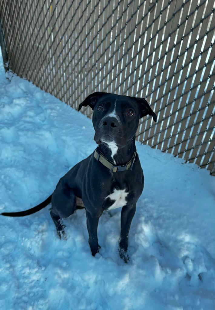 Enlarge Tidus, a Adoptable Mixed Breed in Grand Forks, ND image 6/6