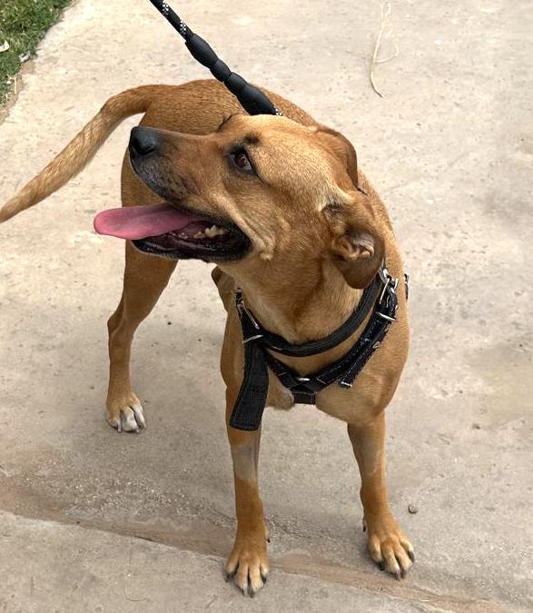 Enlarge Mily (5), a Adoptable mixed breed in Mexicali, BCN image 1/5