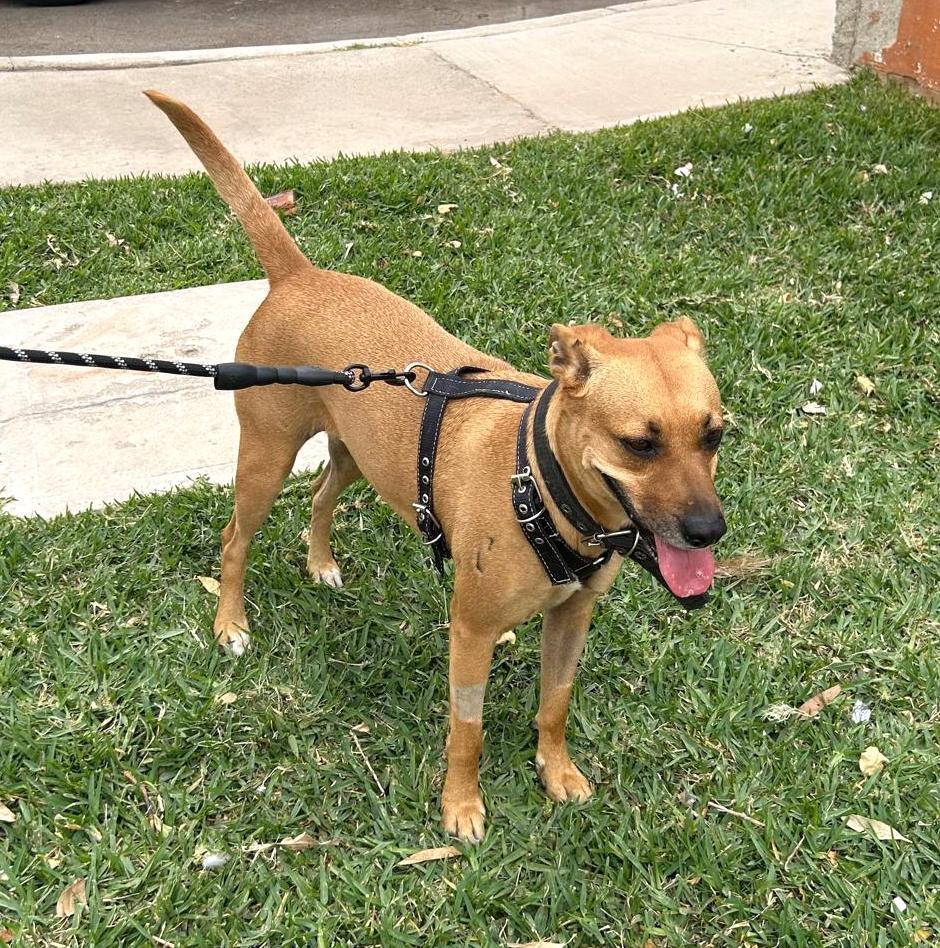 Enlarge Mily (5), a Adoptable mixed breed in Mexicali, BCN image 3/5