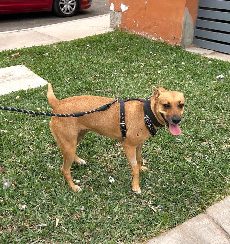Mily (5), an adoptable Pit Bull Terrier in Mexicali, BCN, 21280 | Photo Image 2
